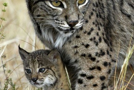 26 застрашени диви котки - светът интересен