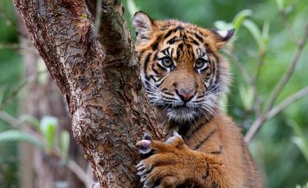 26 застрашени диви котки - светът интересен
