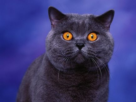 28 Въпроси и отговори за котките - faktrum