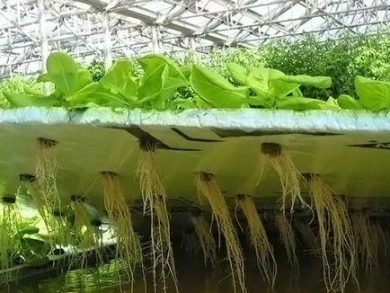 Aeroponics предимства, техники, техника (методи) Aeroponics ползи, техники, оборудване