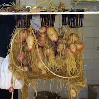 Aeroponics предимства, техники, машини (aeroponics техника) Aeroponics ползи, техники, оборудване