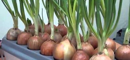 Aeroponics предимства, техники, машини (aeroponics предимства) Aeroponics ползи, техники, оборудване
