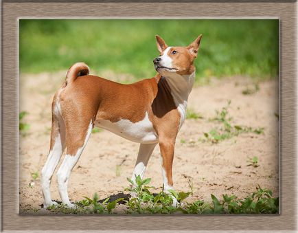Африкански Basenji - уникален за любителите на кучета на екзотични