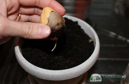 Авокадо у дома - тайните на нарастващата