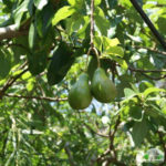 Авокадо у дома - тайните на нарастващата