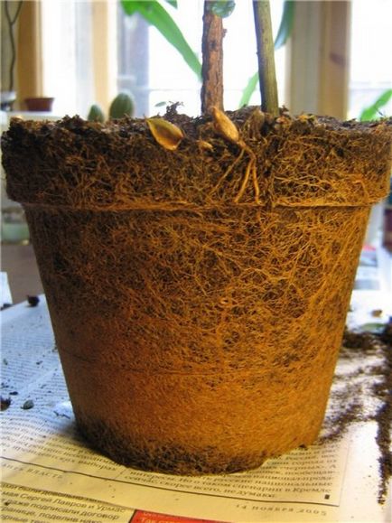 възпроизвеждане Azalea в дома чрез семена, резници и присаждане на правилното