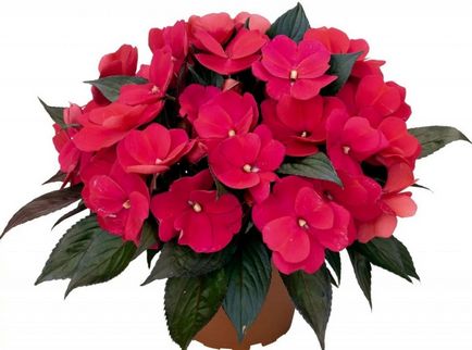 Impatiens растат от семе, когато засаждане (отглеждане) Impatiens отглеждане от семена, когато засадени