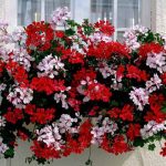 Impatiens отглеждане от семена, когато засаждане (засаждане) Impatiens отглеждане от семена, когато засадени