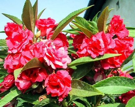 Impatiens отглеждане от семена, когато засаждане (Impatiens) Impatiens отглеждане от семена, когато засадени