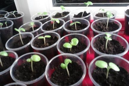 Impatiens отглеждане от семена, когато засаждане (засаждане) Impatiens отглеждане от семена, когато засадени