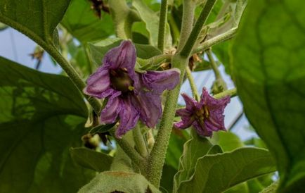 Impatiens отглеждане от семена, когато засаждане (засаждане) Impatiens отглеждане от семена, когато засадени