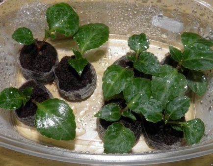 Impatiens отглеждане от семена, когато засаждане (семена) Impatiens отглеждане от семена, когато засадени