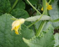 Impatiens отглеждане от семена, когато засаждане (Impatiens) Impatiens отглеждане от семена, когато засадени