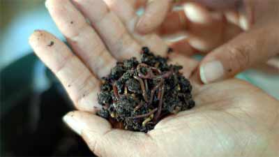 Vermicompost - това е, как и дали да го (употреба) се използват Vermicompost - това е, как и дали да го използвам