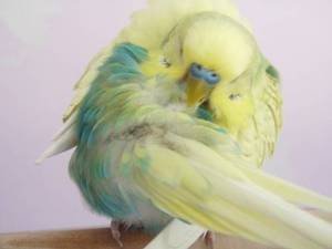 Болести вълнообразни папагали свои снимки и симптоми, как да се предотврати болестта