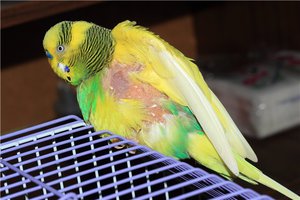 Болести вълнообразни папагали свои снимки и симптоми, как да се предотврати болестта