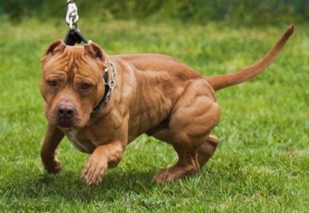 Борба породи кучета списък със снимки
