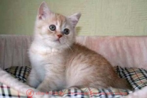 Британските снимки на котенца, цена или колко цената на един британски коте британска котка, и котката