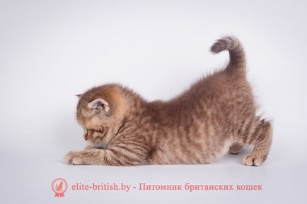 Британските снимки на котенца, цена или колко цената на един британски коте британска котка, и котката