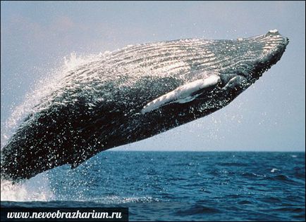 Най-големият кит в света
