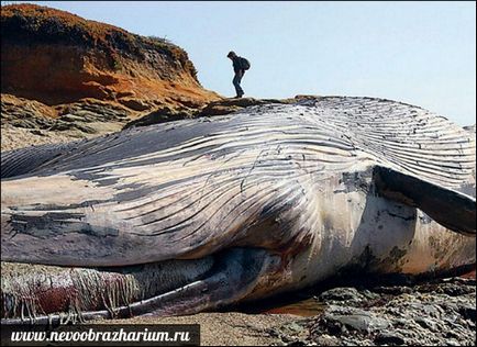 Най-големият кит в света