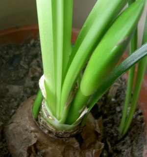 Ценна информация как да се грижите за растение в саксия Hippeastrum в дома