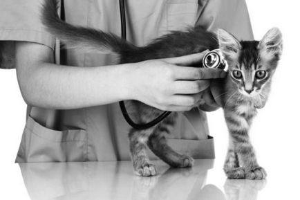 Какво и как да евтаназия на котка черти на дома лечения