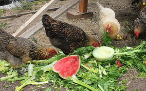 Какво да се хранят кокошки, производството на храна в дома