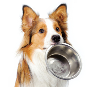 Как да се хранят кучето, нахрани кучето правилна диета