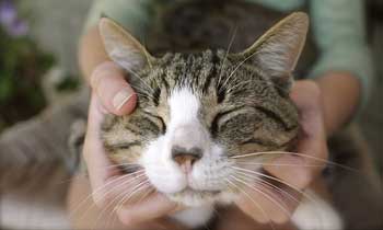 Краста при котки симптоми и лечение в дома, дали лицето е прехвърлена