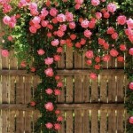 Цветя за градината (48 снимки) особено красиви цветни градини, как да се направи едно цвете могила, фото и видео