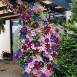 Цветя за градината (48 снимки) особено красиви цветни градини, как да се направи едно цвете могила, фото и видео