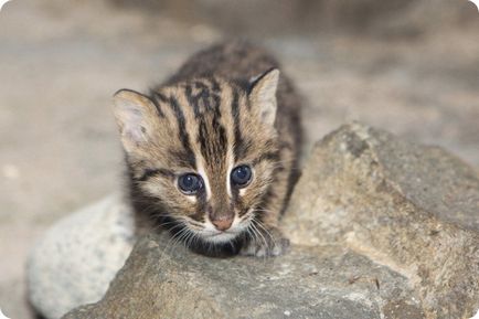 Cub риболов котка от Денвър Zoo