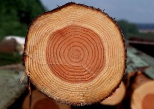 Смърч или бор дървен материал за това как да изберем дом