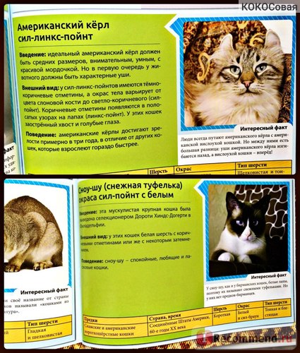 Енциклопедия на Cat