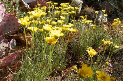 Erigeron снимка, засаждане и грижи