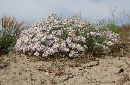 Erigeron снимка, засаждане и грижи