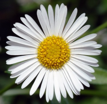 Erigeron размножаване, снимка, грижи, видове