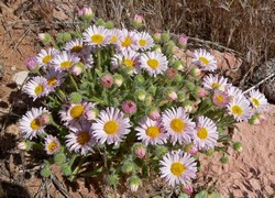 Erigeron размножаване, снимка, грижи, видове