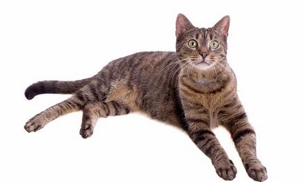 Европейска котка (Селтик) снимка, цена, описание порода, характер, видео -