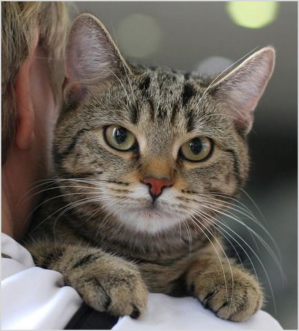 Европейска котка (Селтик) снимки, видео, цена, порода описание