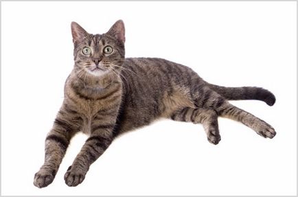 Европейска котка (Селтик) снимки, видео, цена, порода описание