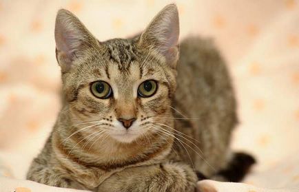 Европейска котка (Селтик) снимка, цена, описание порода, характер, видео -