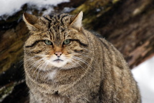 Европейска късокосместа котка характер, снимка, описание порода