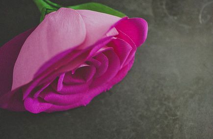 Гигантски цвете хартия роза