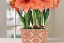 Hippeastrum грижи у дома, на открито в градината, размножаването на семена, луковици (Hippeastrum) Hippeastrum грижи у дома, на открито в градината, възпроизвеждане на семена, луковици,