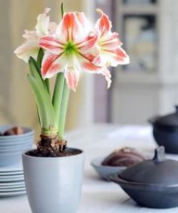 Hippeastrum грижи у дома, на открито в градината, размножаването на семена, луковици (Hippeastrum) Hippeastrum грижи у дома, на открито в градината, възпроизвеждане на семена, луковици,