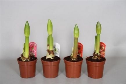 Hippeastrum грижи у дома, на открито в градината, възпроизвеждане на семена, луковици, (грижи) Hippeastrum грижи у дома, на открито в градината, възпроизвеждане на семена, луковици,