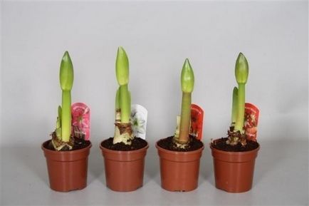 Hippeastrum грижи у дома, на открито в градината, възпроизвеждане на семена, луковици,