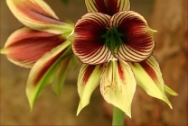 Hippeastrum грижи у дома, на открито в градината, размножаването на семена, луковици (Hippeastrum) Hippeastrum грижи у дома, на открито в градината, възпроизвеждане на семена, луковици,